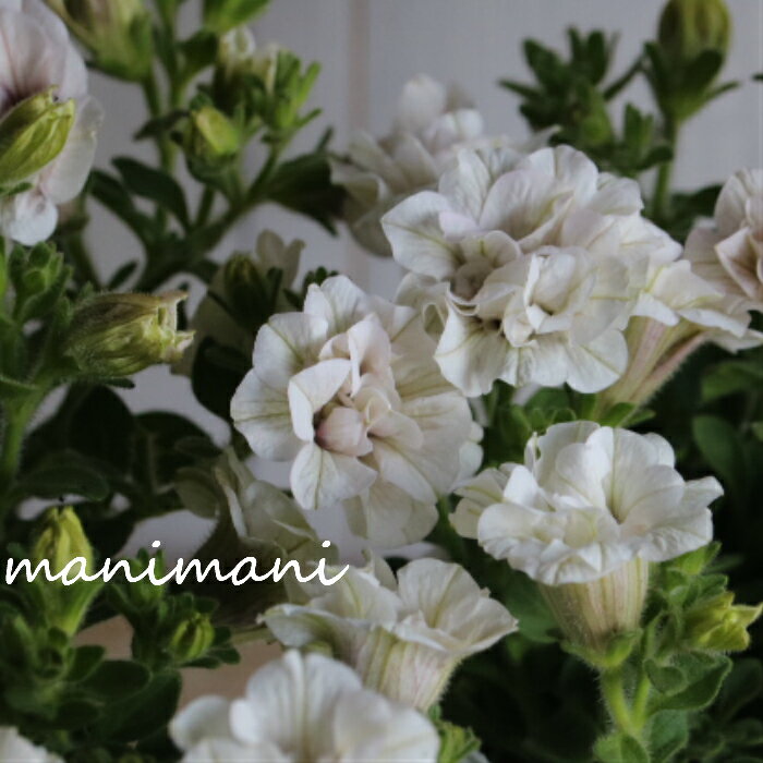 樂天商城 - 八重咲きペチュニア 「ヴァンサンカン」ラベンダーヴェール　3寸ロングポット苗　松原園芸　寄せ植え　花壇　ハンギング　花苗
