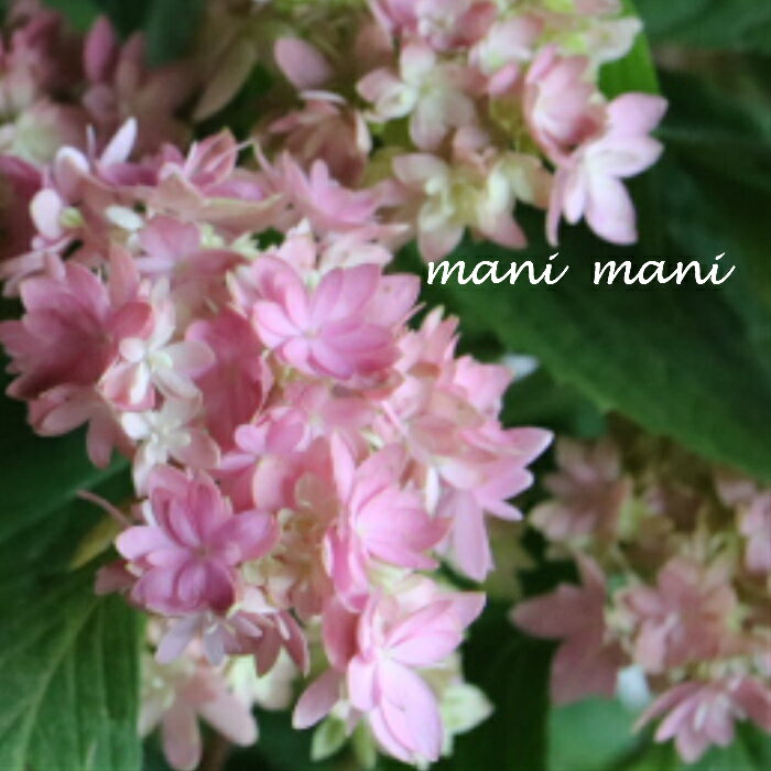 樂天商城 - 山紫陽花交配種　紫陽花「マルルー ピンク」4.5号鉢 送料無料 希少　開花株　花苗　アジサイ　あじさい　母の日　プレゼント