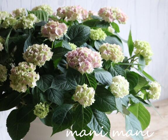 樂天商城 - 手毬咲き紫陽花「てててまり〜ピンク〜」7号特大鉢　希少　開花株　花苗　アジサイ　あじさい　母の日　プレゼント