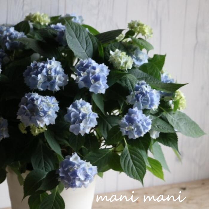 樂天商城 - 手毬咲き紫陽花「てててまり〜ブルー〜」7号特大鉢　希少　開花株　花苗　アジサイ　あじさい　母の日　プレゼント