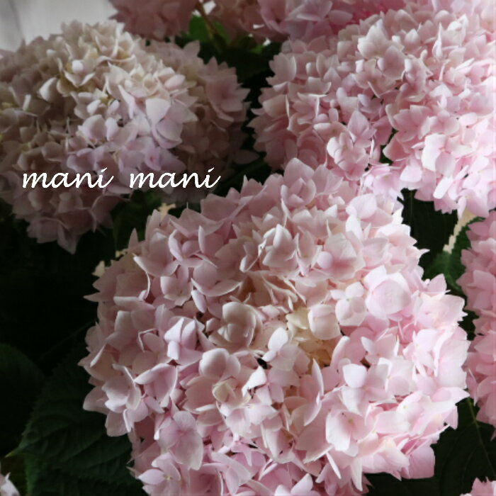 樂天商城 - 四季咲き紫陽花「霧島の恵」ピンク　5号鉢　希少　紫陽花　花苗　アジサイ　あじさい　　キリシマノメグミ