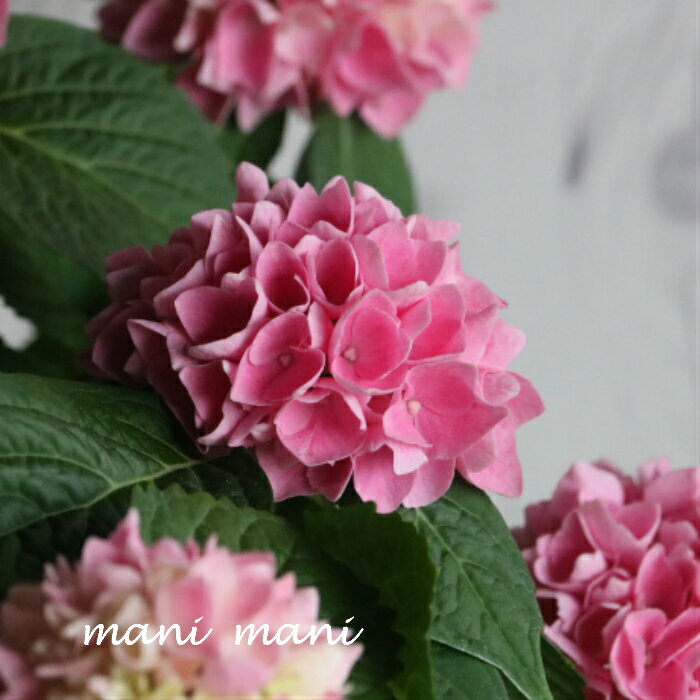 手毬咲き紫陽花「茜雲〜アカネグモ〜」5号鉢 希少　開花株 花苗 アジサイ あじさい 母の日 プレゼント