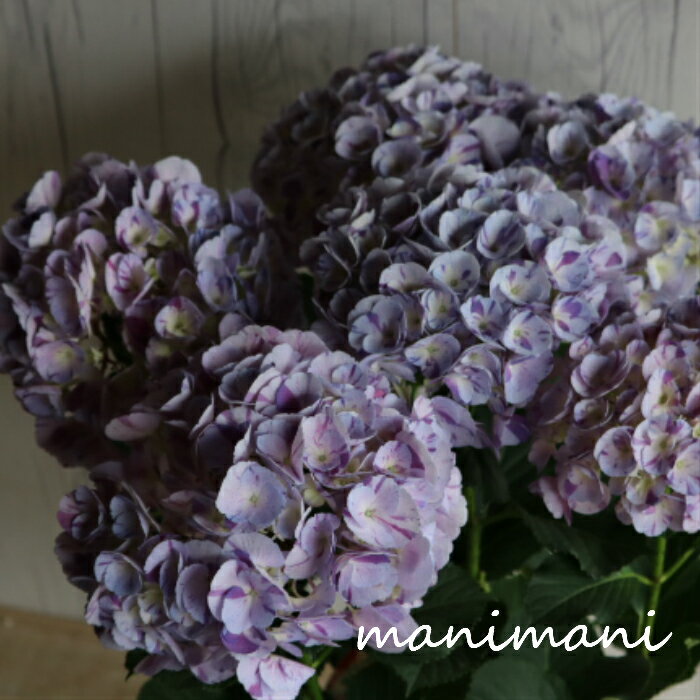 樂天商城 - 紫陽花「旭の舞姫」パープル　5号鉢　希少　開花株　アジサイ　花苗　紫陽花　母の日　プレゼント