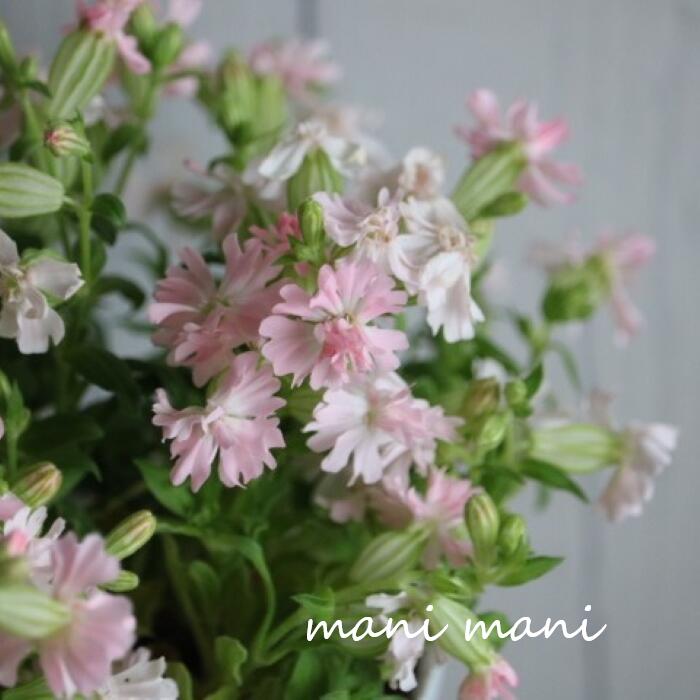 樂天商城 - シレネ ・ペンデュラ 「ピーチブロッサム」3.5寸ポット苗　花苗 寄せ植え 庭植え 苗 一年草 花壇 庭 ガーデニング リース ハンギング