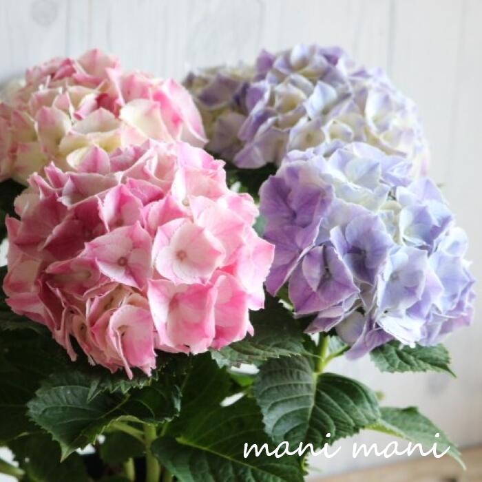 樂天商城 - 紫陽花 マジカルシリーズ「マーブル～ピンク＆パープル～」5.5号鉢　開花株 グラデーション ミックス植え 花苗 アジサイ あじさい 母の日 プレゼント 特別 オシャレ ガクアジサイ
