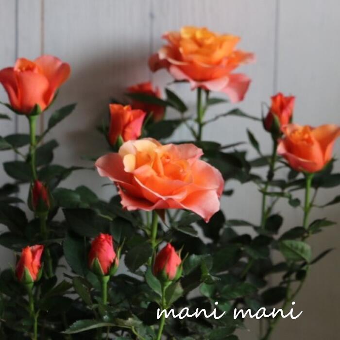 樂天商城 - ミニバラ「インパラ コルダナ」3寸ポット苗　薔薇 バラ 花苗 ガーデニング 庭 花壇 苗 アンティーク 寄せ植え　シック