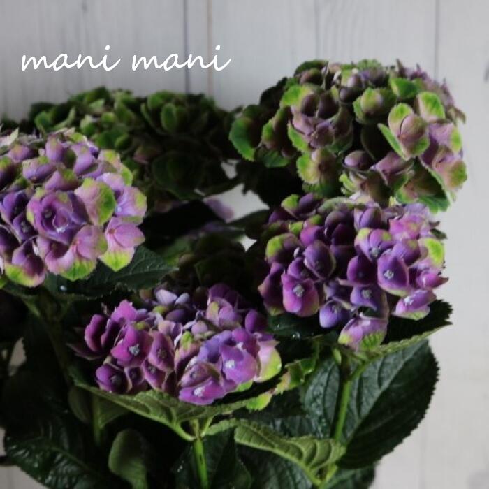 樂天商城 - 秋色紫陽花　マジカルレボリューション「レッドアメジスト」5号鉢　希少　開花株　花苗　アジサイ　あじさい　プレゼント