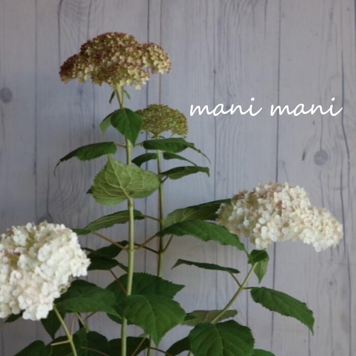 【新品種】紫陽花アナベル「マニフィーク」5号鉢 開花株 花苗 紫陽花 ガーデニング 庭植 花壇 プレゼント