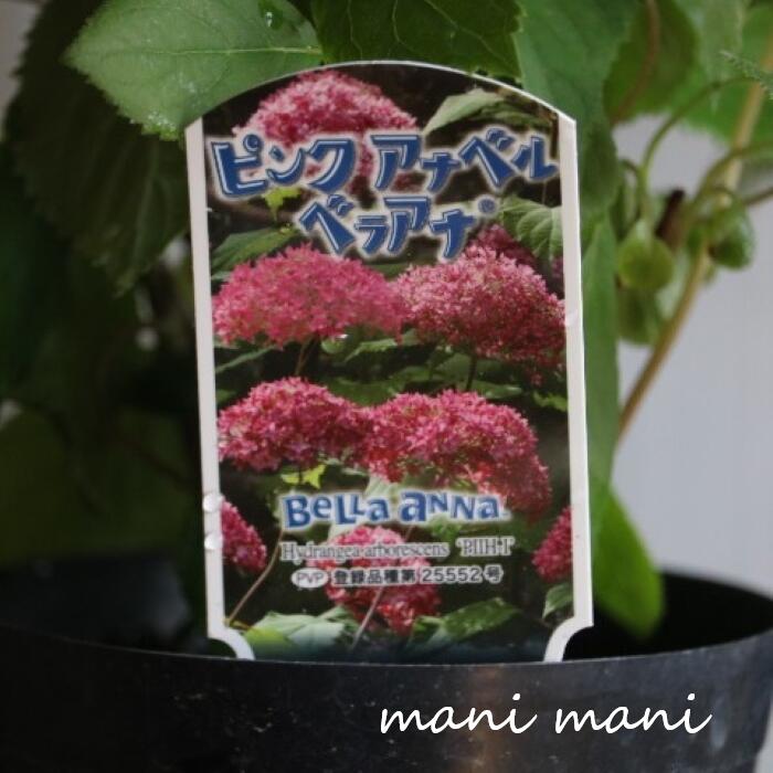 Flower Pots - 【最新品種】紫陽花アナベル「ベラアナ」3.5号鉢 花苗　紫陽花 植え込み苗 ガーデニング 庭植え