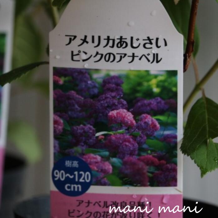 Miniature Rose - 紫陽花「ピンクのアナベル」3.5号鉢 アメリカあじさい 花苗 紫陽花 植え込み苗 ガーデニング 庭植え