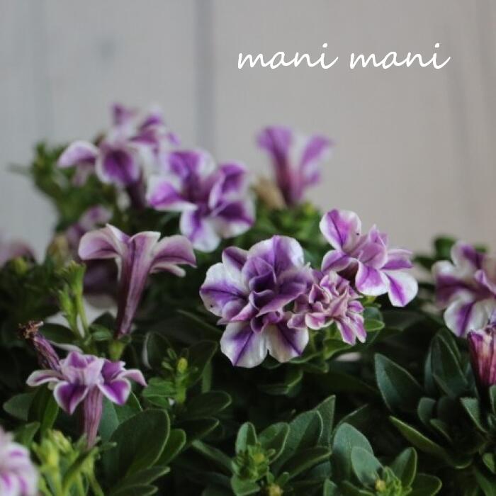 楽天市場】青（種類（植物）ペチュニア）（花・ガーデン・DIY）の通販
