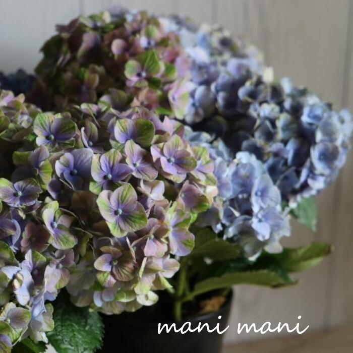 楽天市場】紫陽花 希少の通販