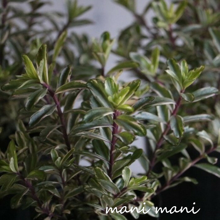 商品情報注意点◎植物は常に成長していますので、お花が咲いていないなど　お届けの際の状態が商品画像と違う場合があります。色幅のある商品は、こちらでお選びいたしますのでご了承ください。切り戻し後のお届けになる場合もあります。植物は個体差がありますので写真と微妙に違う場合があります。◎店頭販売もしておりますので、ご注文が入った際に売り切れてしまっている場合がございます。栽培方法水やりは土の表面が乾いたら与えてください。一般的なへーべに比べ耐寒性が強いので屋外でも大丈夫です。直射日光には弱いので、夏場は風通しの良い半日蔭で育ててください。へーべ 斑入り 「フローズンフレーム」 3.5寸ポット苗 寄せ植え 人気 ハンギング 紅葉 ピンク色に紅葉する人気者！寄せ植えやハンギングに大活躍！ワンランク上のよせうえに！ 斑入りへーべ 「フローズンフレーム」3.5寸ポット苗 とても人気の高い斑入りへーべです。寒い時期のピンク色に紅葉した姿は、とても美しく魅力的。寄せ植えなどに入れるとワンランク上の寄せ植えになること間違いなしです。※画像は紅葉前になります。 　在庫がある場合、5営業日以内に発送いたします1