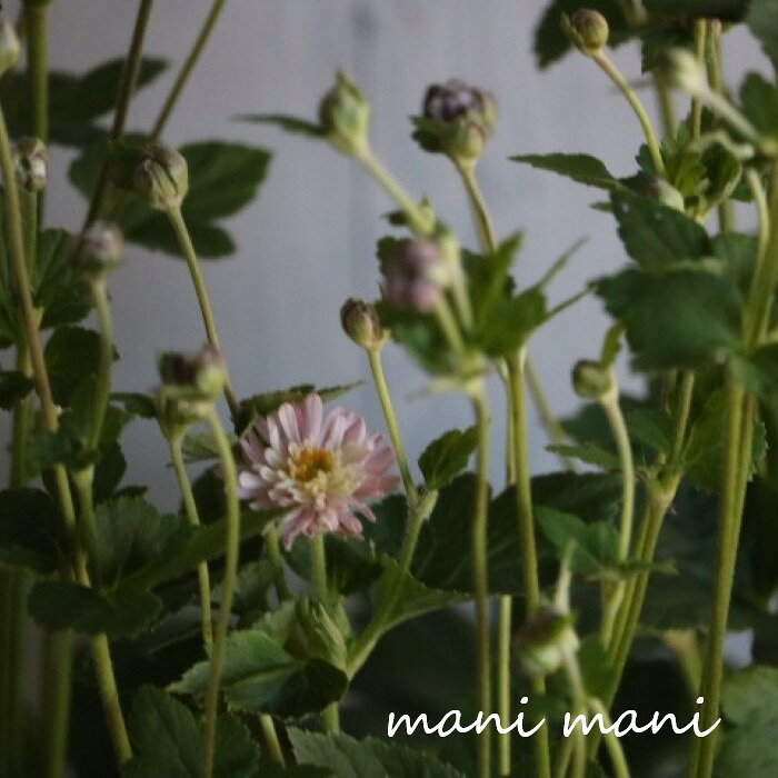 楽天市場】シュウメイギク（花・観葉植物｜花・ガーデン・DIY）の通販