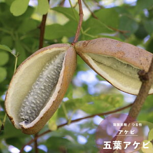 果樹苗 アケビ 苗木 五葉アケビ4.5号(13.5cm) ポット苗 果樹苗木 つる性 落葉樹