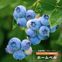 果樹苗 ブルーベリー 苗木 ラビットアイ系 ホームベル 4.5号(13.5cm)ポット苗 果樹苗木 落葉樹