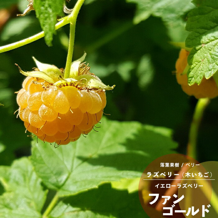 イングの森 花の鉢植え 果樹苗 ベリー 苗木 黄実ラズベリー ファンゴールド 4.5号(直径13.5cm) ポット苗 果樹苗木 木イチゴ