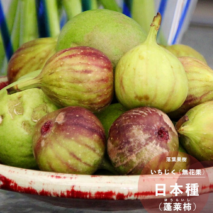 イングの森 花の鉢植え 果樹苗 イチジク 苗木 日本種 (蓬莱柿 ほうらいし) 1年生 4.5号(13.5cm) ポット苗 果樹苗木 いちじく 落葉樹 無花果