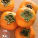 果樹苗 カキ 苗木 甘柿 貴秋 (きしゅう) PVP 1年生 接ぎ木 4.5号 (直径13.5cm) ポット苗 果樹苗木 落葉樹 かき【W】