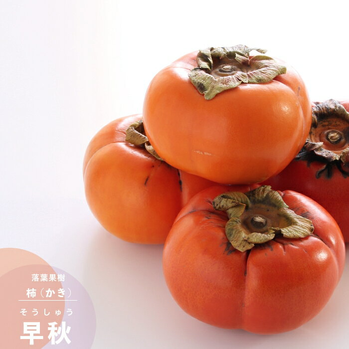 ̼   ų Ὡ (夦) PVP 1ǯ ܤ 4.5 (ľ13.5cm) ݥå ̼ ռ   