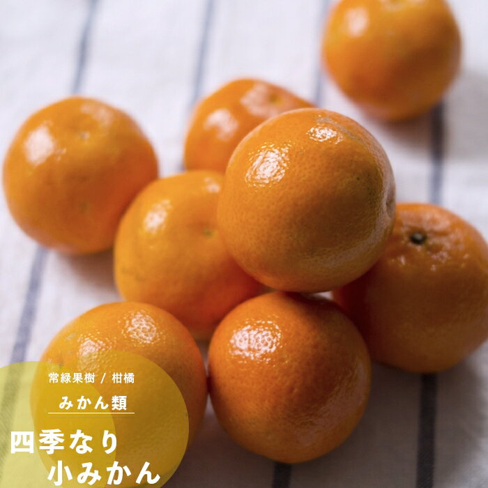 果樹苗 柑橘類 苗木 四季なり 小み