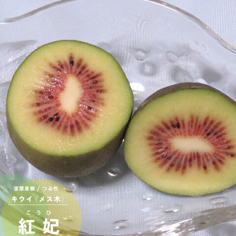 キウイフルーツ 苗でちょっと優雅に キウイフルーツ 苗でちょっと優雅に