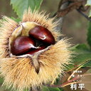 果樹苗 栗 苗木 利平 (りへい)1年生苗 挿し木 4.5号(13.5cm) ポット苗 果樹苗木 落葉樹 クリ