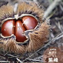 果樹苗 栗 苗木紫峰 (しほう) 1年生 4.5号 (13.5cm )ポット苗 果樹苗木 落葉樹 クリ