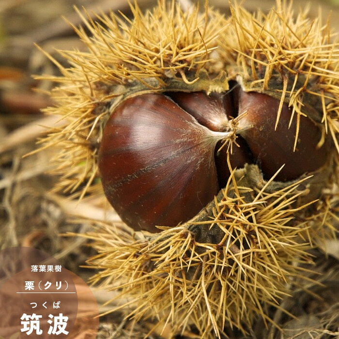 楽天市場】栗 筑波の通販