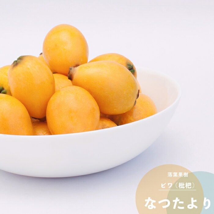 果樹苗 ビワ 苗木 なつたより 1年生 接ぎ木 4.5号(直径13.5cm) ポット苗 果樹苗木 常緑樹 枇杷