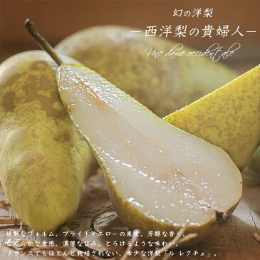 果樹苗 なし 苗木 洋梨 ル レクチェ 1年生 接木苗4.5号 (13.5cm) ポット 洋ナシ 果樹苗木 落葉樹