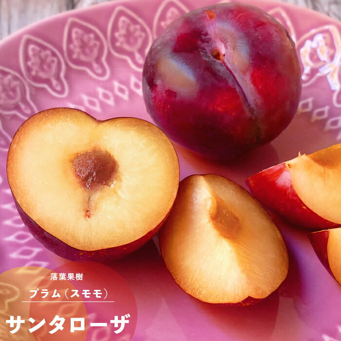 果樹苗 プラム 苗木 サンタローザ 1年生 接ぎ木 4.5号(13.5cm) ポット苗 果樹苗木 落葉樹 すもも スモ..