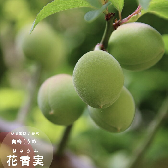 果樹苗梅苗木花香実1年生接木4.5...