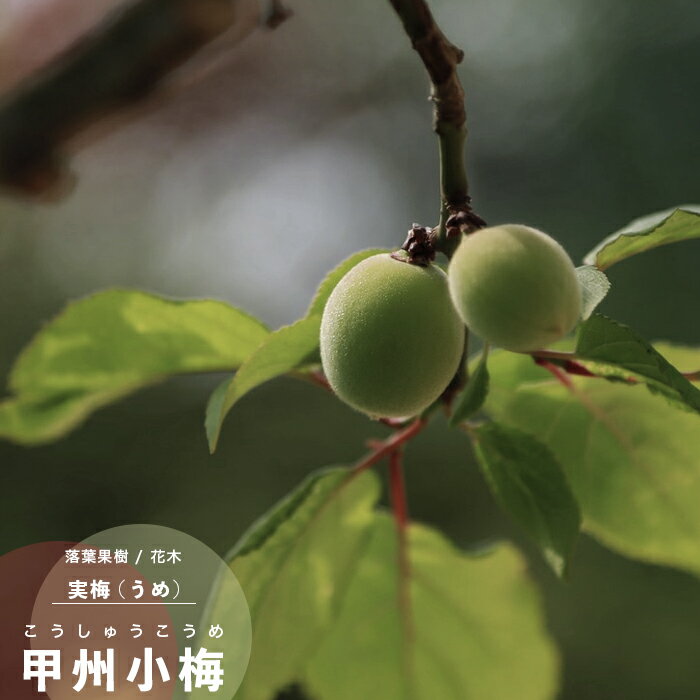 果樹苗 梅 苗木 甲州小梅 (こうしゅうこうめ) 1年生 接木 4.5号(直径13.5cm) ポット苗 果樹苗木 花木 ..