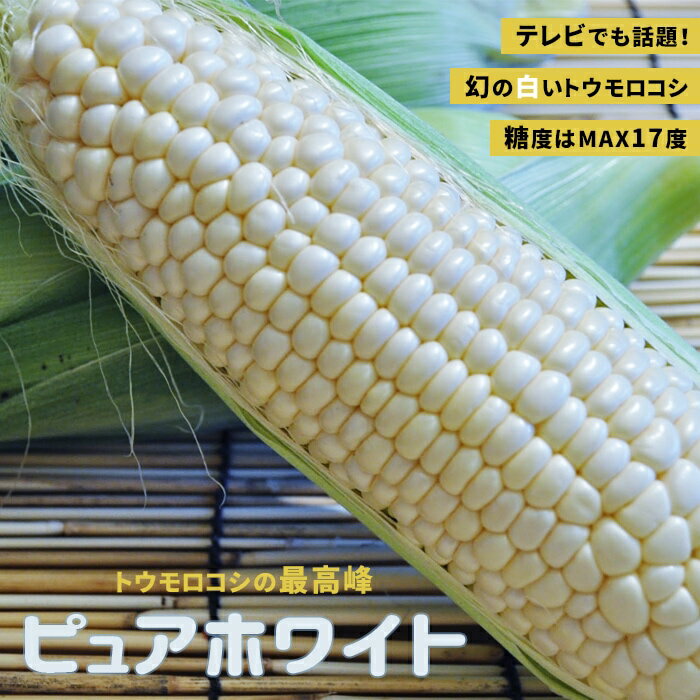 トウモロコシ 苗 野菜苗 スイートコーン ピュアホワイト 3号 (直径9cm) ポット苗 とうもろこし 白 極甘のサムネイル