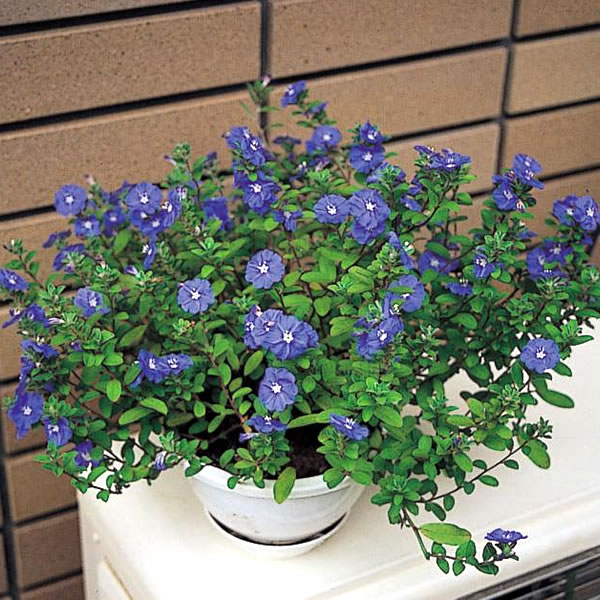 イングの森 花の鉢植え エボルブルス アメリカンブルー 2株セット