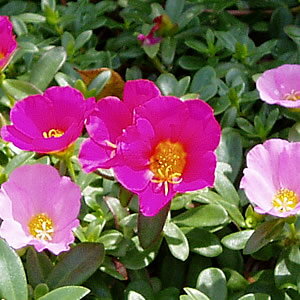 イングの森 花の鉢植え ポーチュラカ 可愛い濃いピンク　2株セット