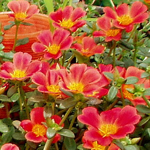 食用にもできる ポーチュラカの花言葉をご紹介 意味の由来や開花する時期も解説 暮らし の