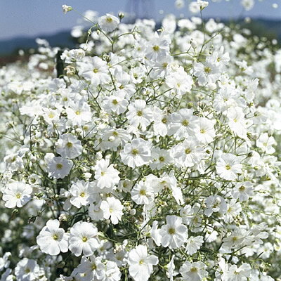 イングの森 花の鉢植え かすみ草 (ジプソフィラ／カスミソウ) の種ジプシー　ホワイト　30粒 本品だけの発送はネコポス便で送料無料・他品と同梱の場合は他品の送料体系になります