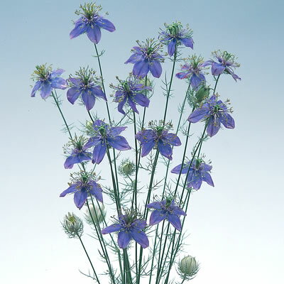 ☆一年草 ニゲラ ブルーイスタンブール 　1株のサムネイル