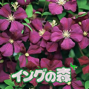 イングの森 花の鉢植え クレマチス ビチセラ エトワール・バイオレット 4.5号サイズ2年生ポット苗