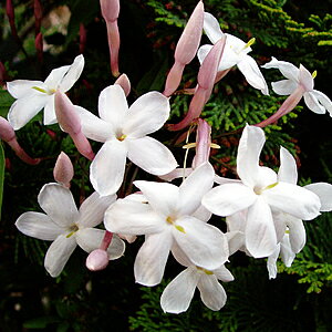 イングの森 花の鉢植え 羽衣ジャスミン(ハゴロモジャスミン) 3号ポット苗