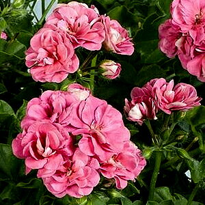 楽天1位 宿根草 栄養系 アイビーゼラニウム （ ゼラニューム ） ピンクシビル 1株 花苗 多年草 苗 ゼラニウム 八重咲きのサムネイル