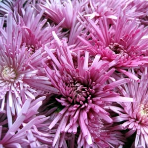 菊（キク、きく）食用菊 カキノモト（かきのもと）7.5cm ポット苗　2個セット宿根草　季節の花苗のサムネイル