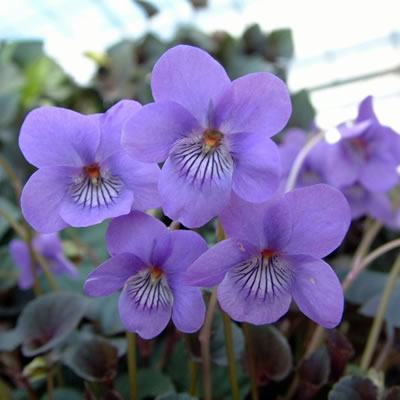 イングの森 花の鉢植え 宿根・黒葉すみれ　 (宿根ビオラ ラブラドリカ) 1株 花苗 耐寒性 宿根草 グランドカバー