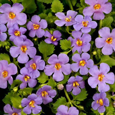 バコパ ガリバー ブルー 1株 宿根草 寄せ植え グランドカバー 季節の鉢花にのサムネイル
