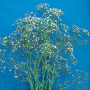 宿根草 かすみ草 切り花用充実株1株のサムネイル
