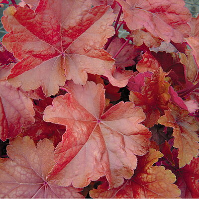 シェードガーデンの彩りにヒューケラ ドルチェ ピーチパイ 1株