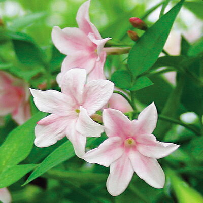 イングの森 花の鉢植え 薫るジャスミン ステファネンセ1株