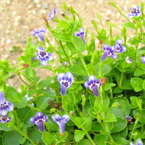 イングの森 花の鉢植え 宿根草ひとみ草（リンデルニア） サファイア1株